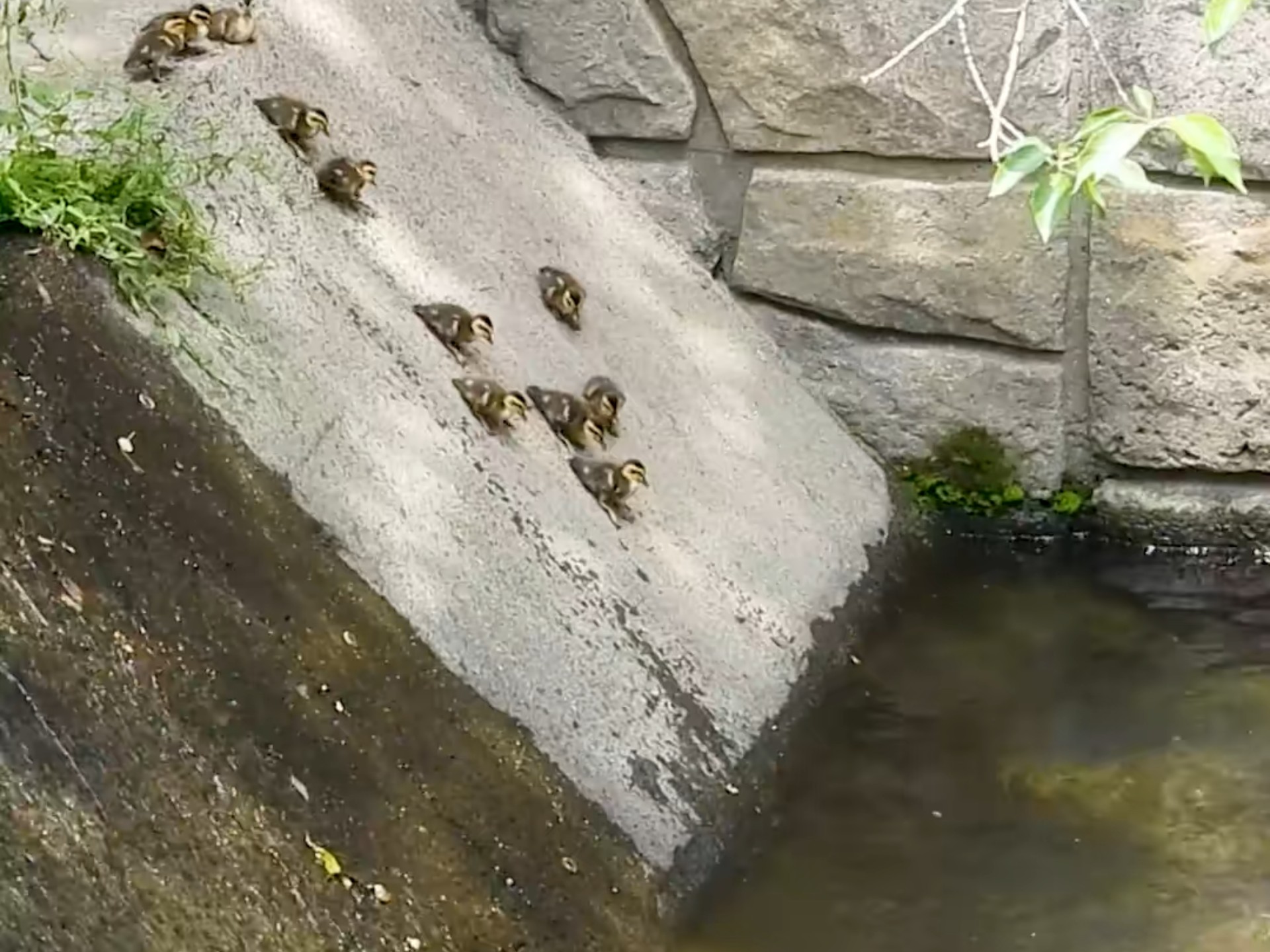 鸭妈妈:耐心教会每一只