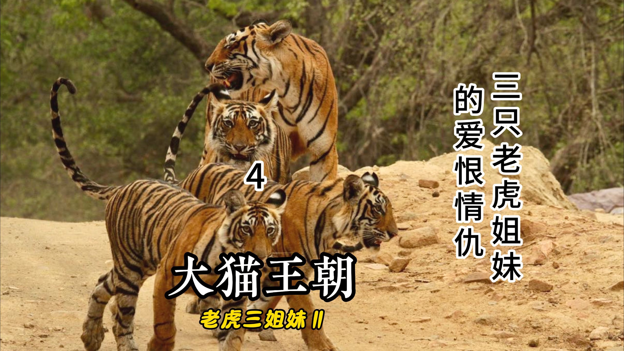 老虎三姐妹10：湖畔女王桑迪莉的消失！大猫王朝的延续！