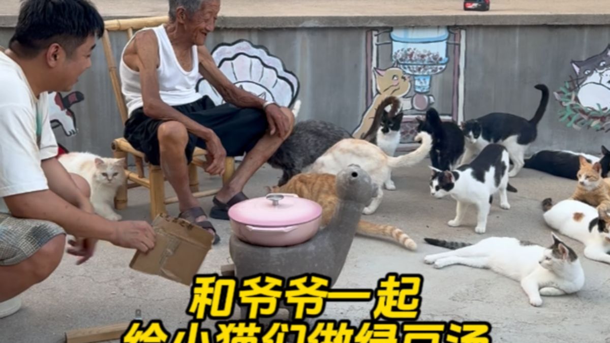 不会还有小猫没喝过绿豆汤吧