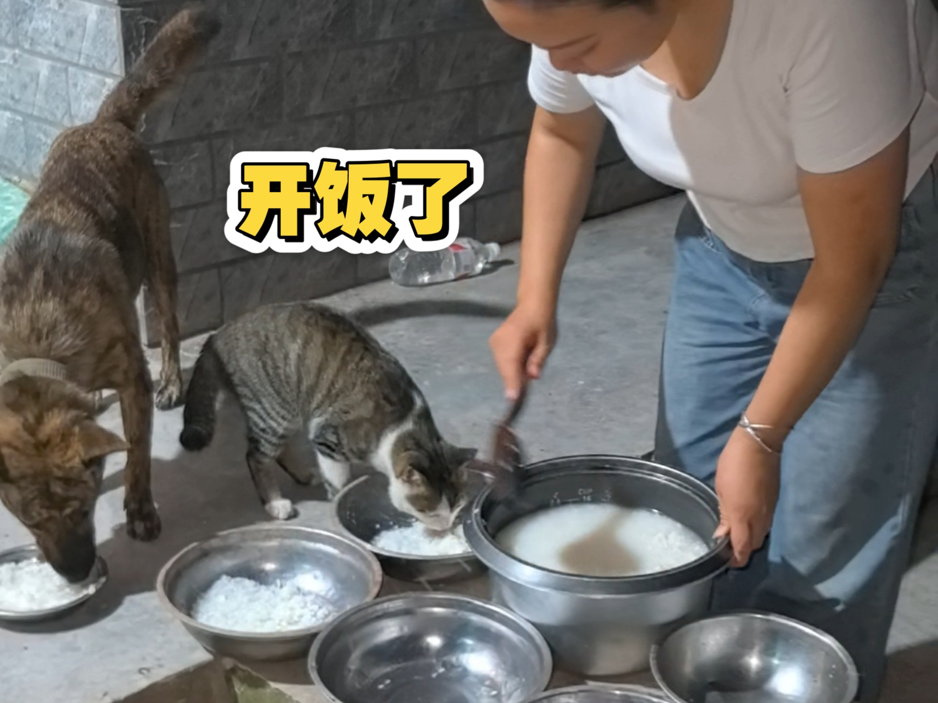 听劝，养狗不要养太多，一只一只的养