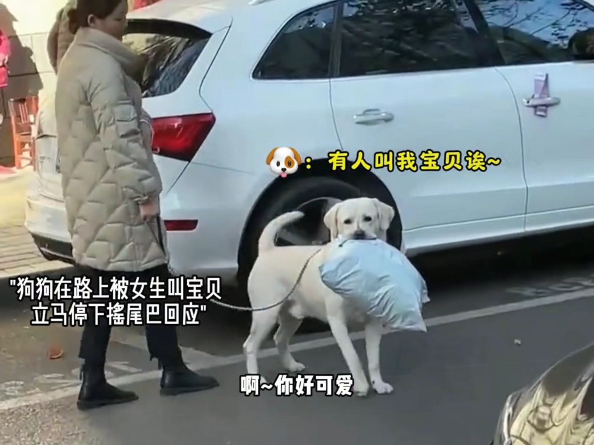 盘点那些懂事的狗狗，世界破破烂烂 狗狗也缝缝补补！