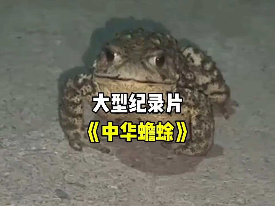 大型纪录片《中华蟾蜍》