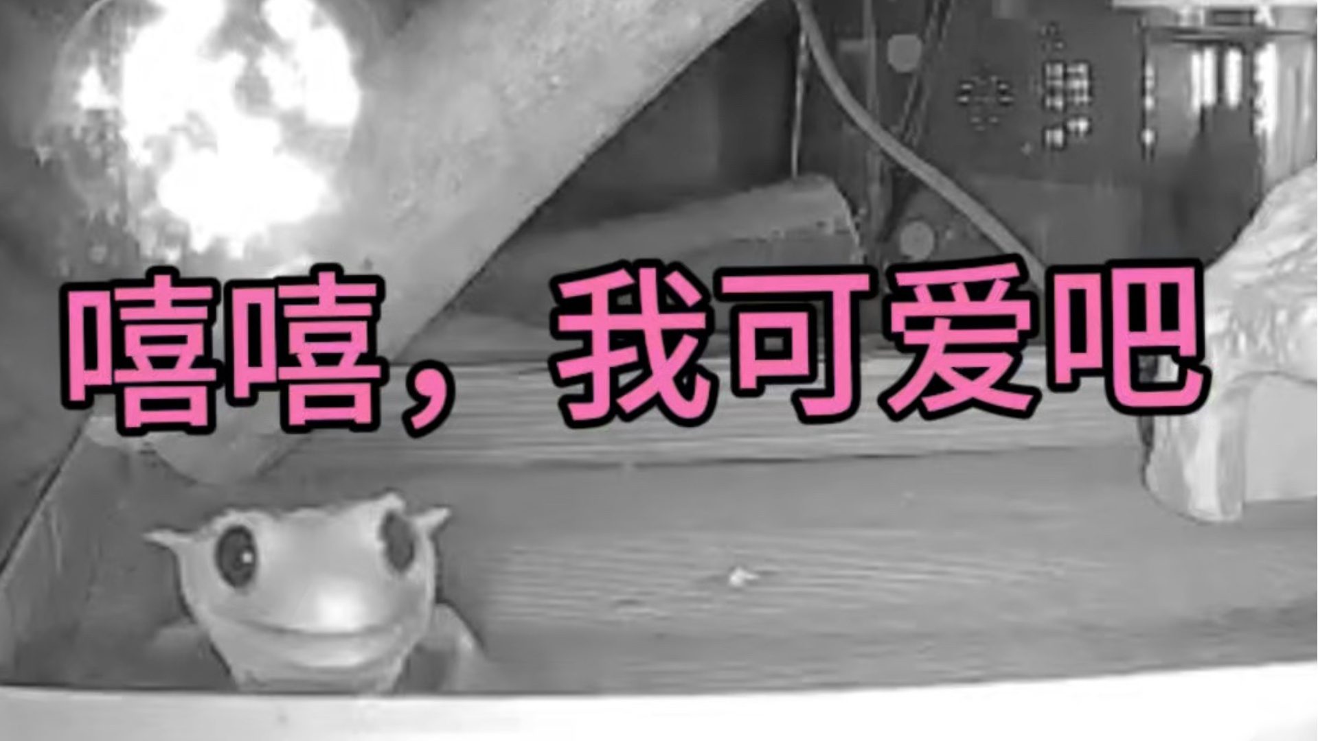 你有那么会喝水的睫角守宫进入大自然