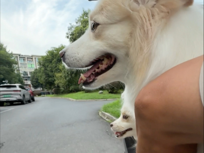 第一次尝试两小只一起兜风，没想到居然成功了