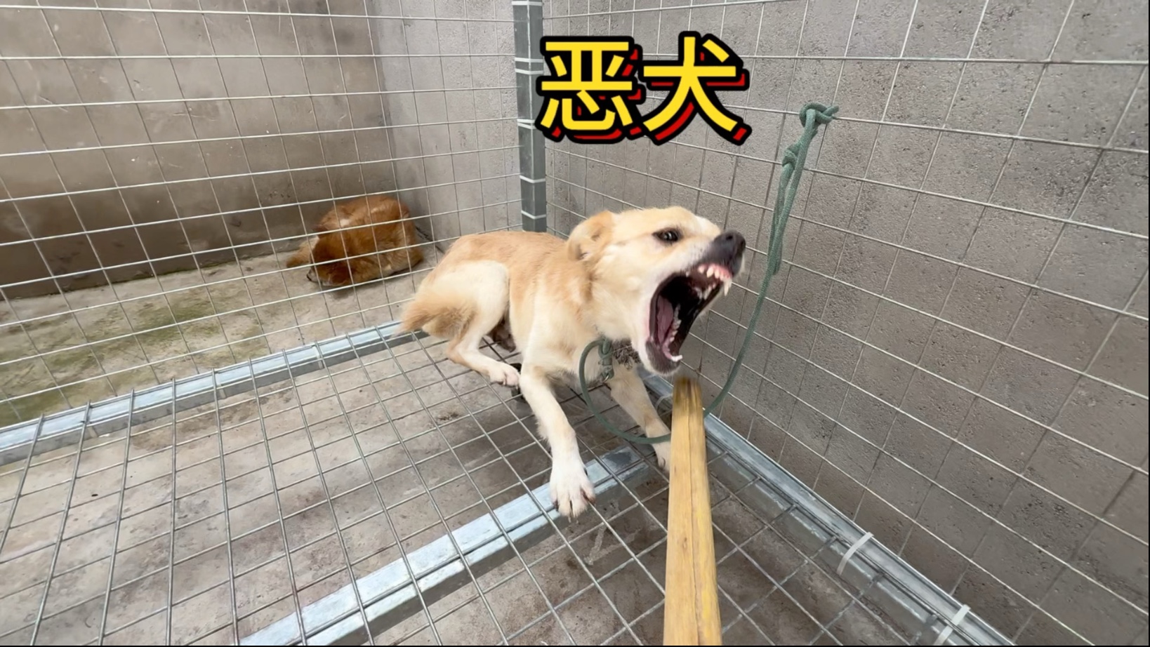 粉丝寄来一只咬人特别凶猛的恶犬让我帮忙整治一下，对于这种咬