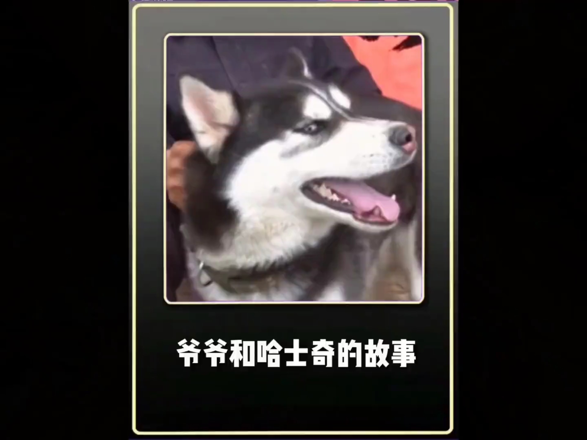 不拆家，不犯二的哈士奇#万万没想到#搞笑视频