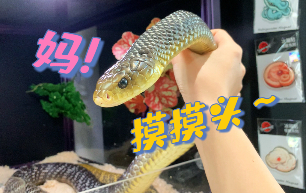 黄尾森王少爷蜕皮秒变小奶狗求摸头～