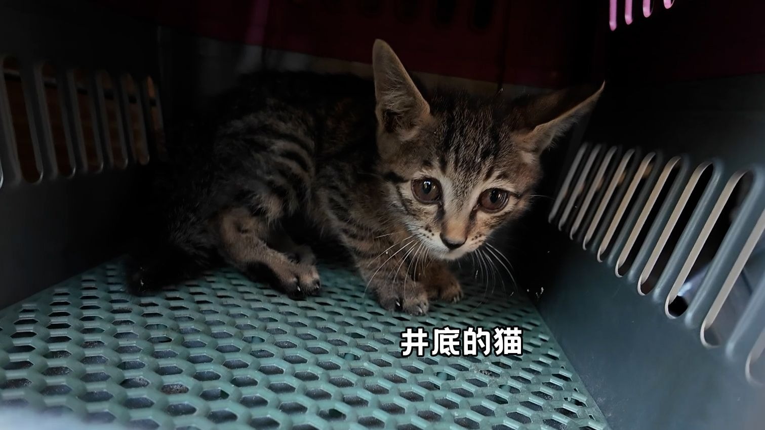 猫是不是都比较傻啊？啊？