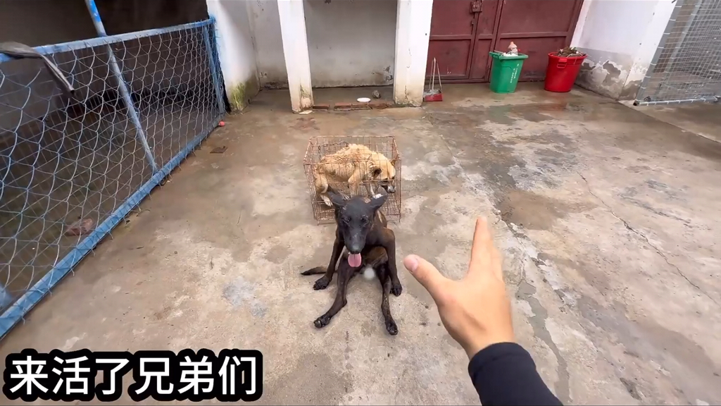 整治恶犬（下）竟然咬掉了我的手指！！！开头见人就咬，整治后服服贴贴