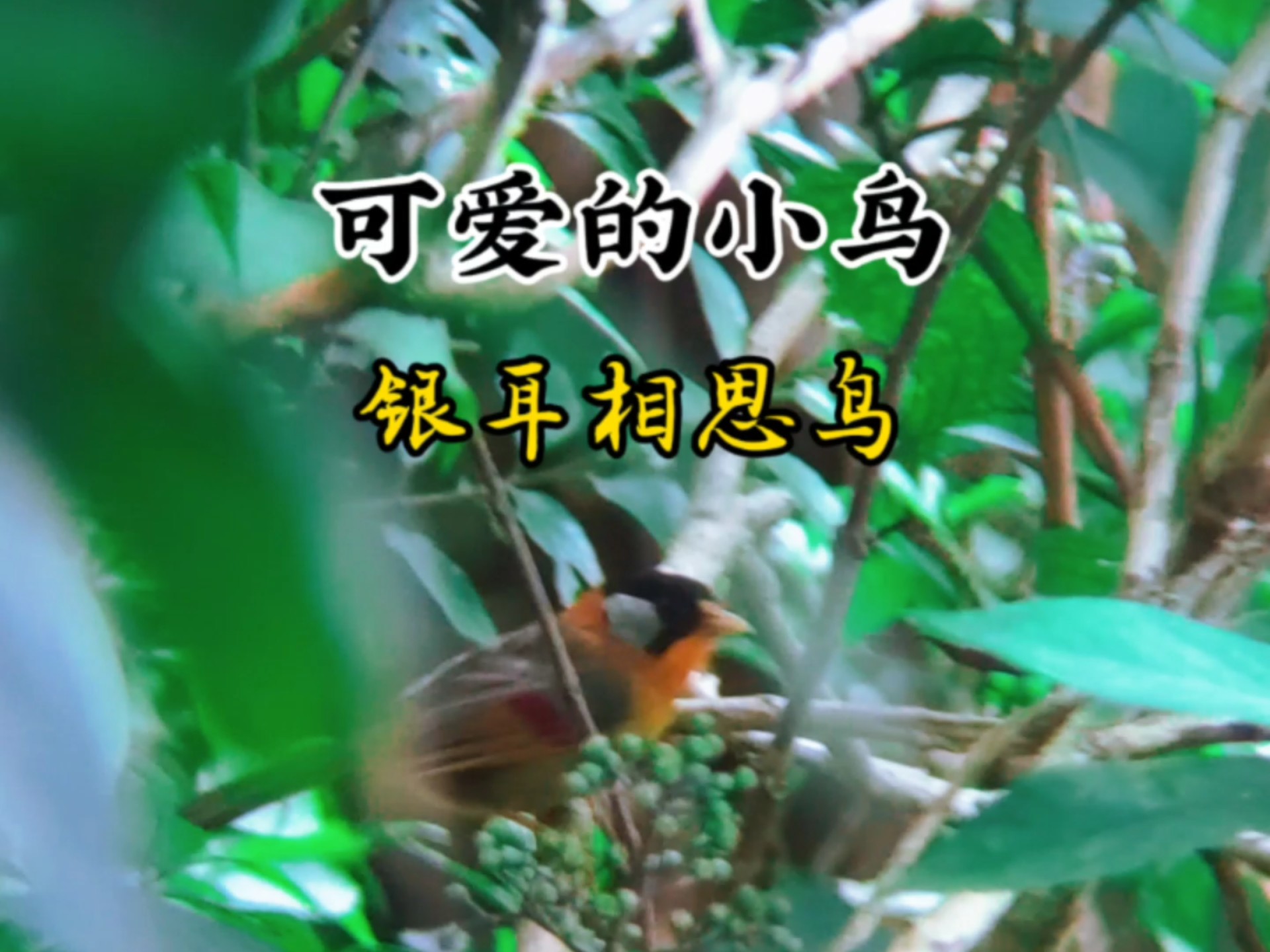 梧桐山上五颜六色鲜艳的小鸟银耳相思鸟