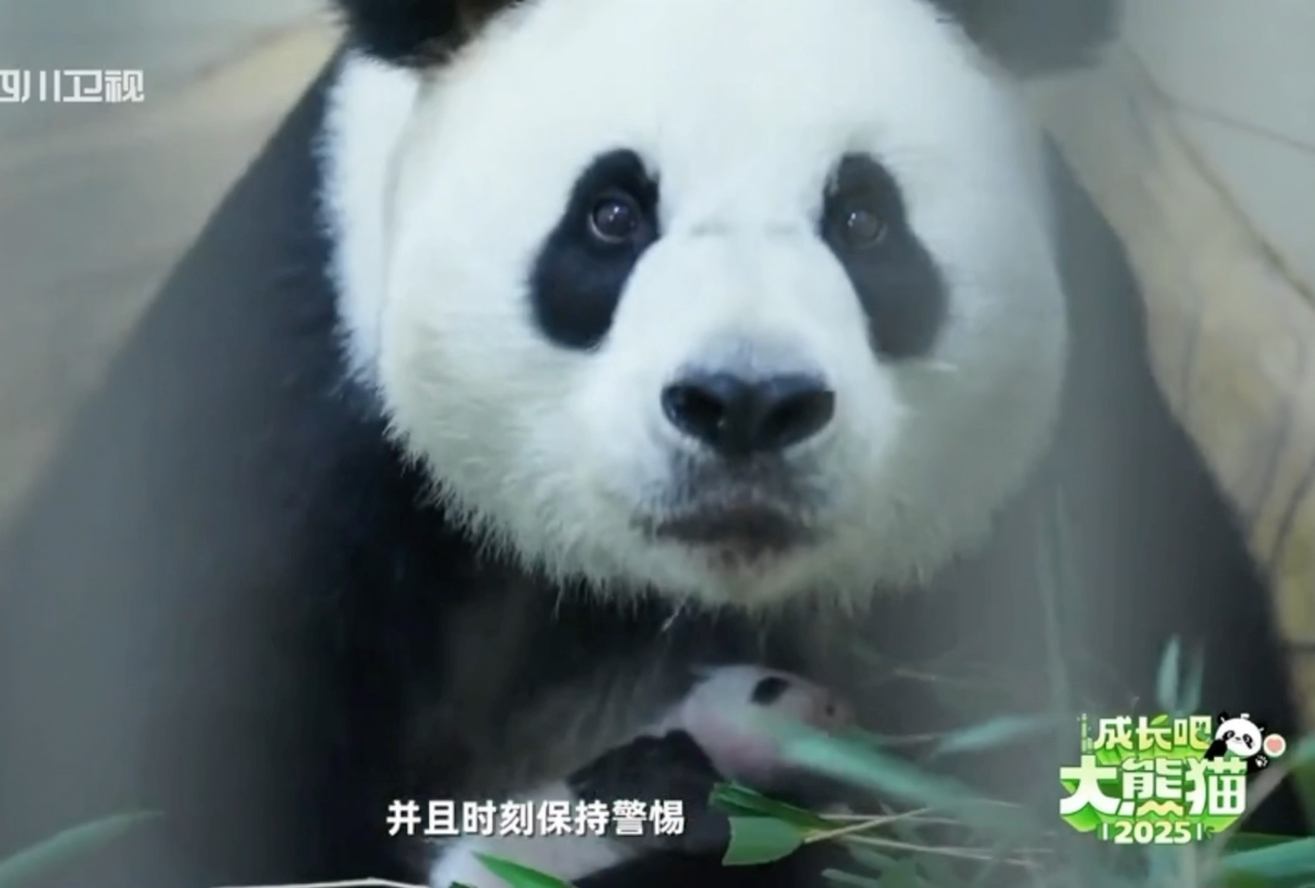 新手妈妈玲琅第一次带崽 活泼开朗的女孩也变得温温柔柔 玲琅