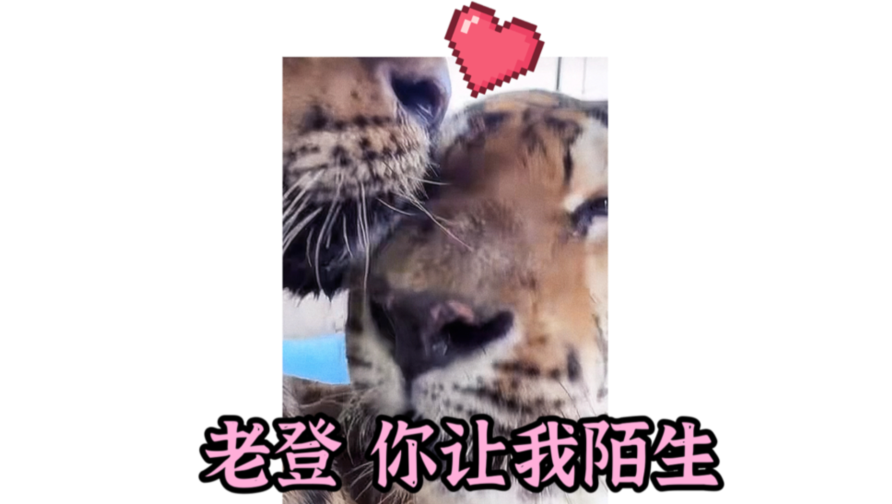 今天南丑甜得有点超过了（。
