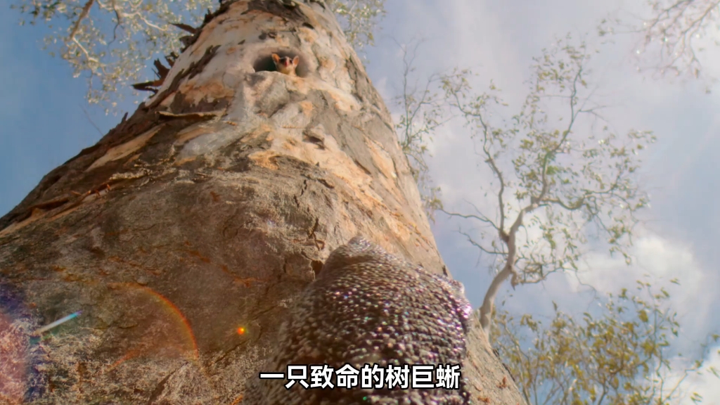 向死而生!蜜袋鼯幼崽的火中涅槃，灰烬中的第一次滑翔