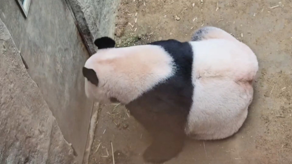 华妮吃过竹子后在场地转圈多次在回内室的门口徘徊，可能是想回
