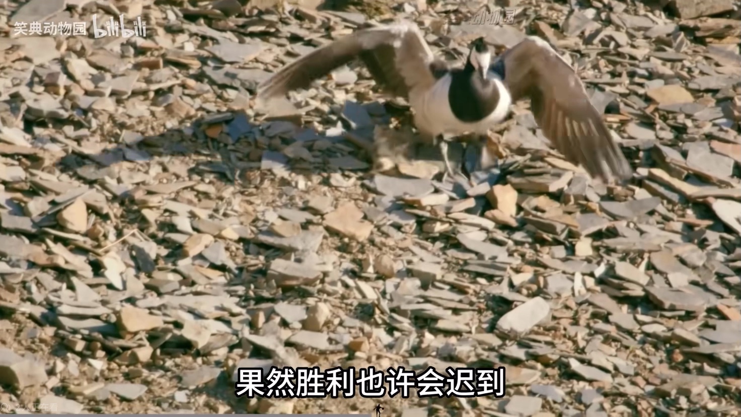 搞笑解说动物故事