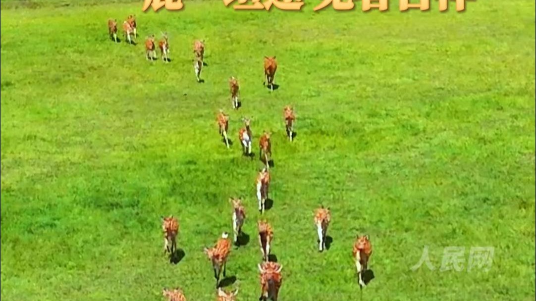 早安！一“鹿”高升，福禄绵长，愿见者吉祥！