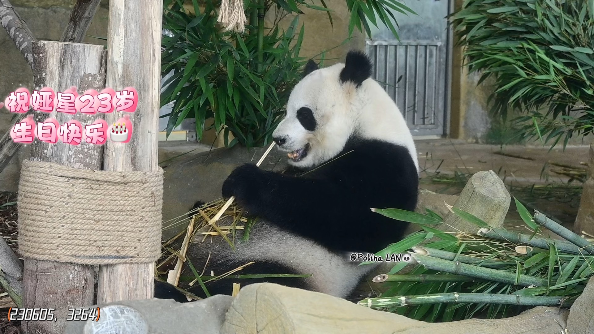 大熊猫娅星23岁生日快乐～也祝娅双生快 (＾▽＾)