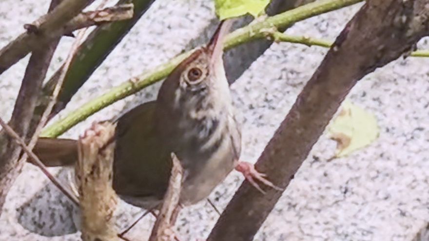 “这啥声音？”于是观鸟人转身向灌木丛走去……