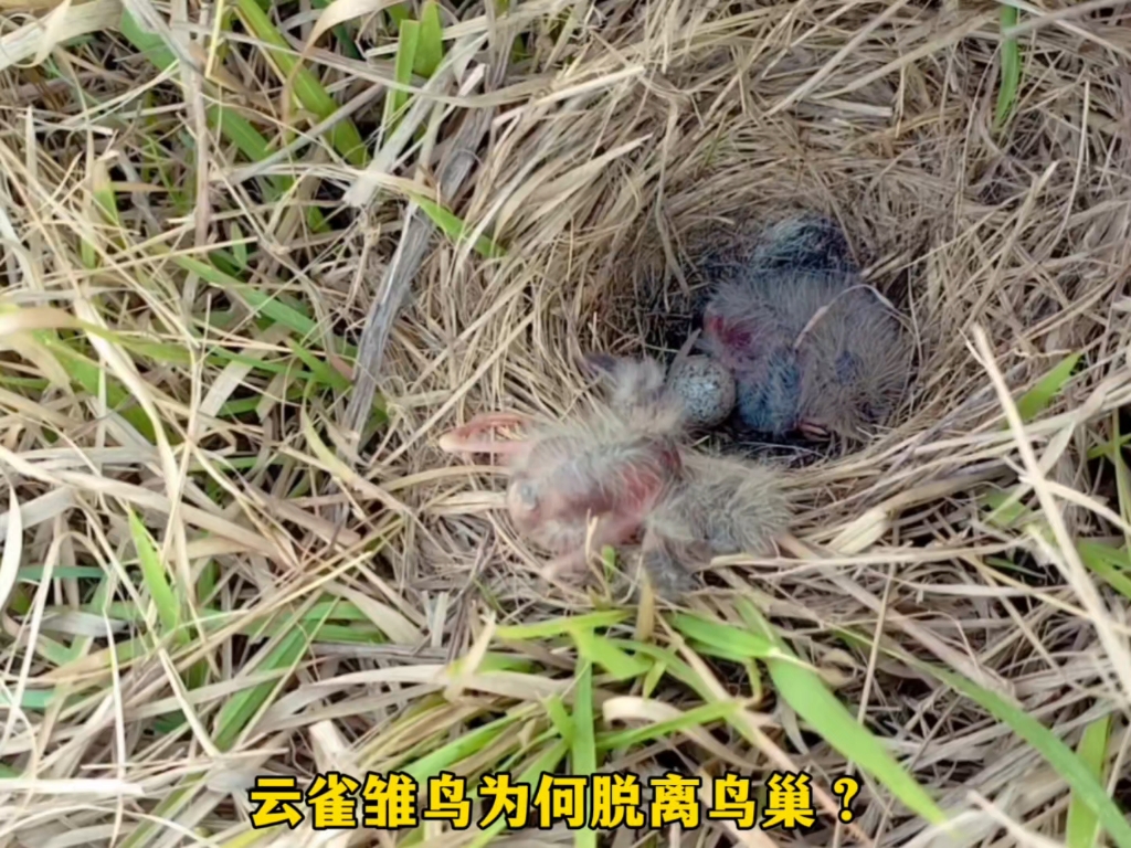 云雀雏鸟为何会脱离鸟巢？