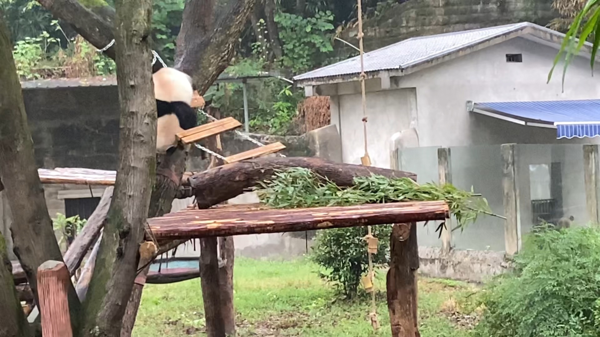 基地熊猫整活 倒挂金钩