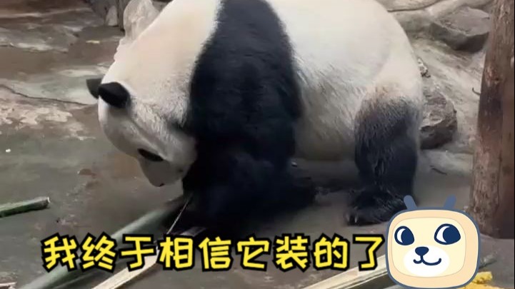 那么细一根竹子都要呲牙 我终于相信它装的了