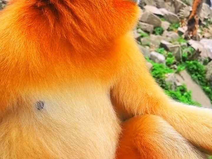 陇南裕河金丝猴景区——野生金丝猴