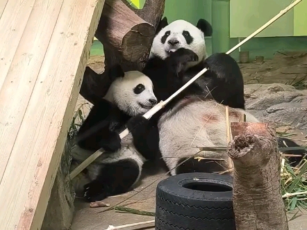 萌萌和妹猪同时拿到竹子居然没抢，而是亲下让给女儿吃#大熊猫
