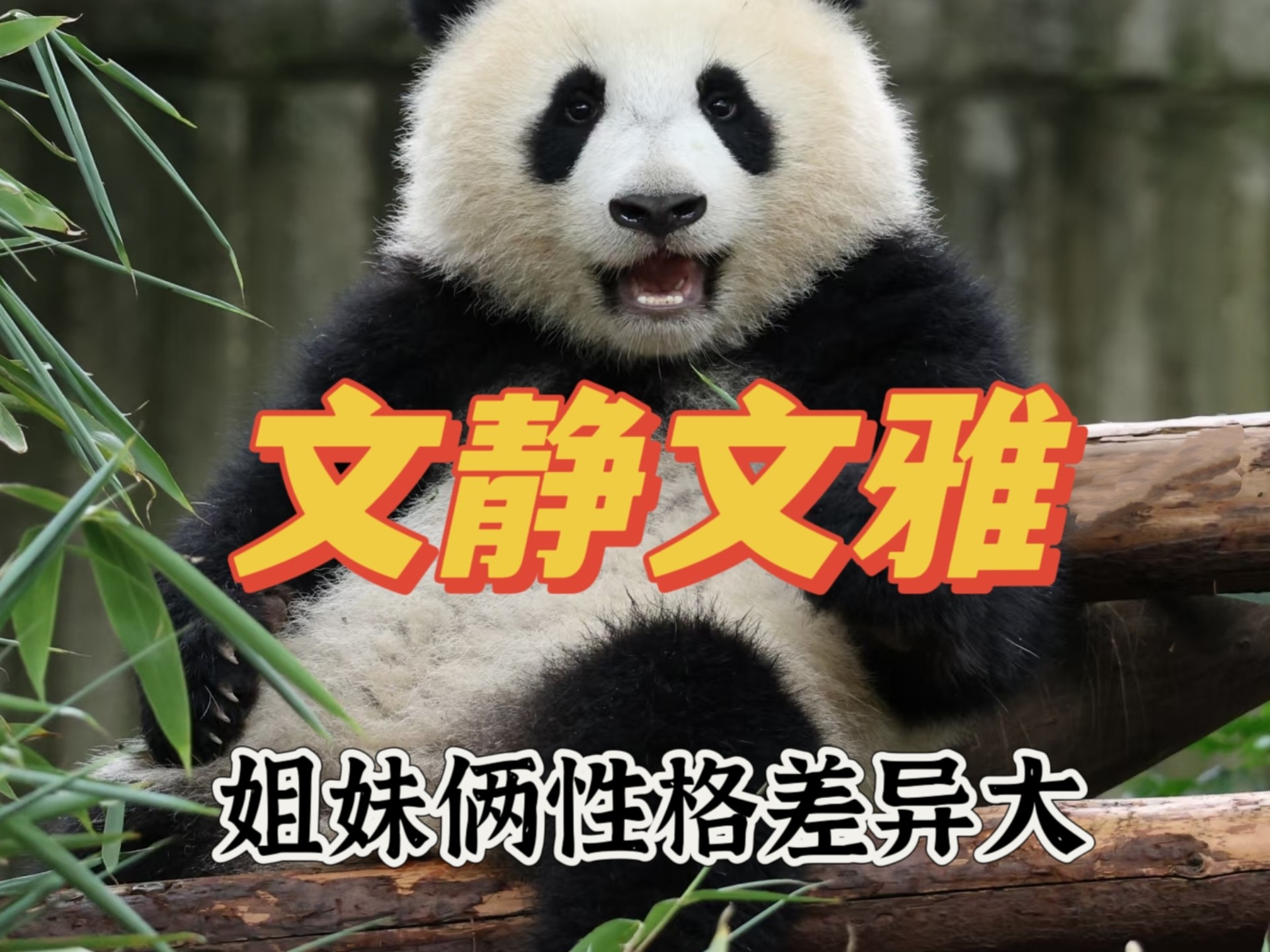虽说文静不文静，但文雅是真很文雅，果然是姐姐基础，妹妹就不基础