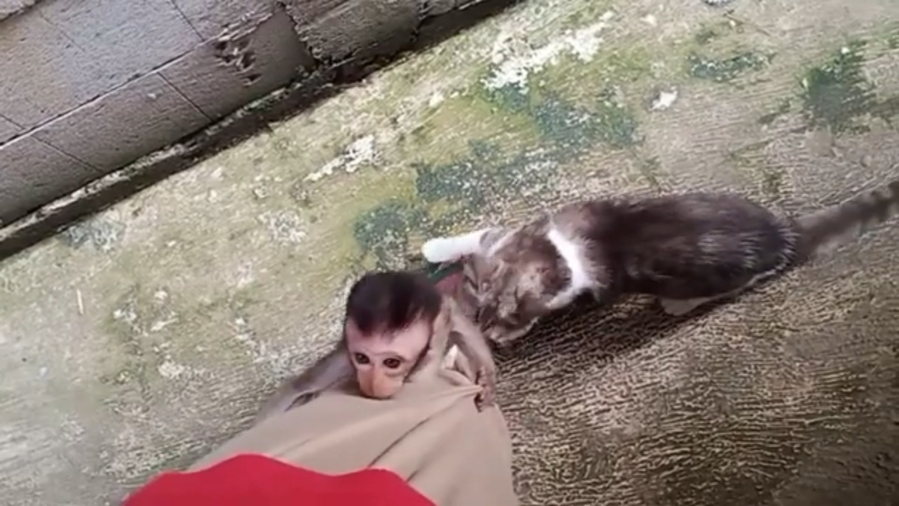 小老鼠拒绝猫咪的方式