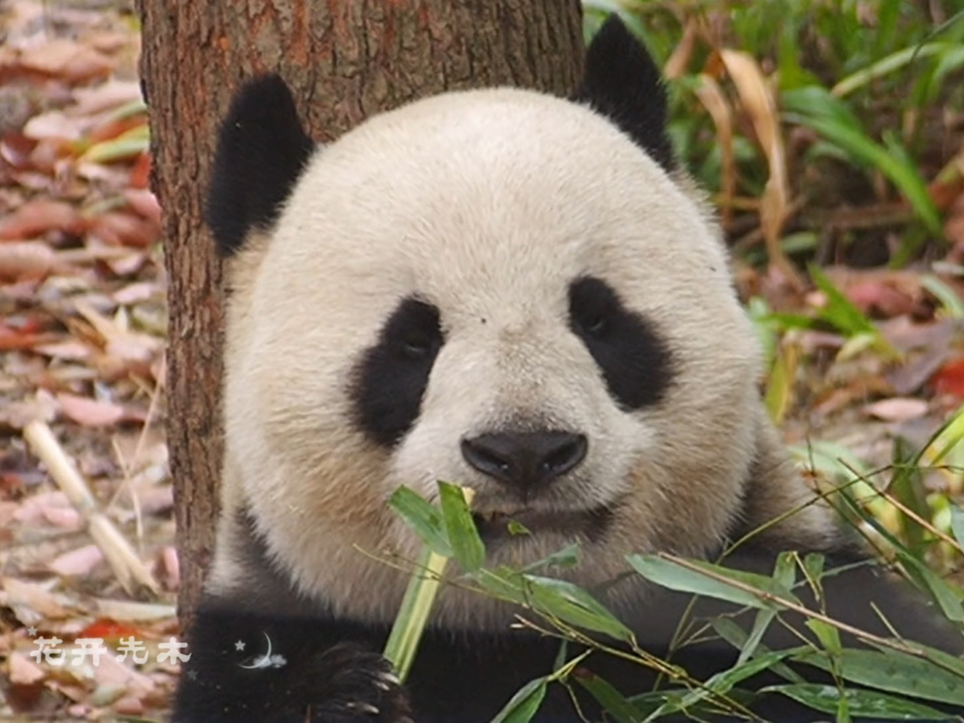 成实生日快乐，健康平安顺遂！2025.4.6，于成都基地