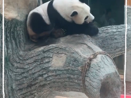 可爱的panda
