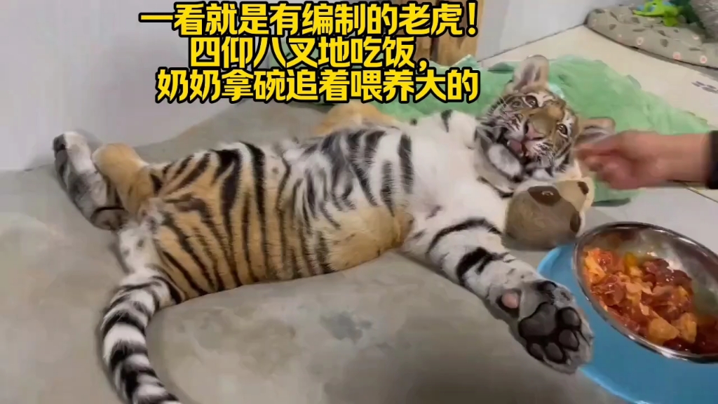 一看就是有编制的老虎！四仰八叉地吃饭，奶奶拿碗追着喂养大的