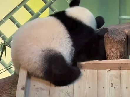 QQ弹弹的小妹猪，自己哄自己午休耶～