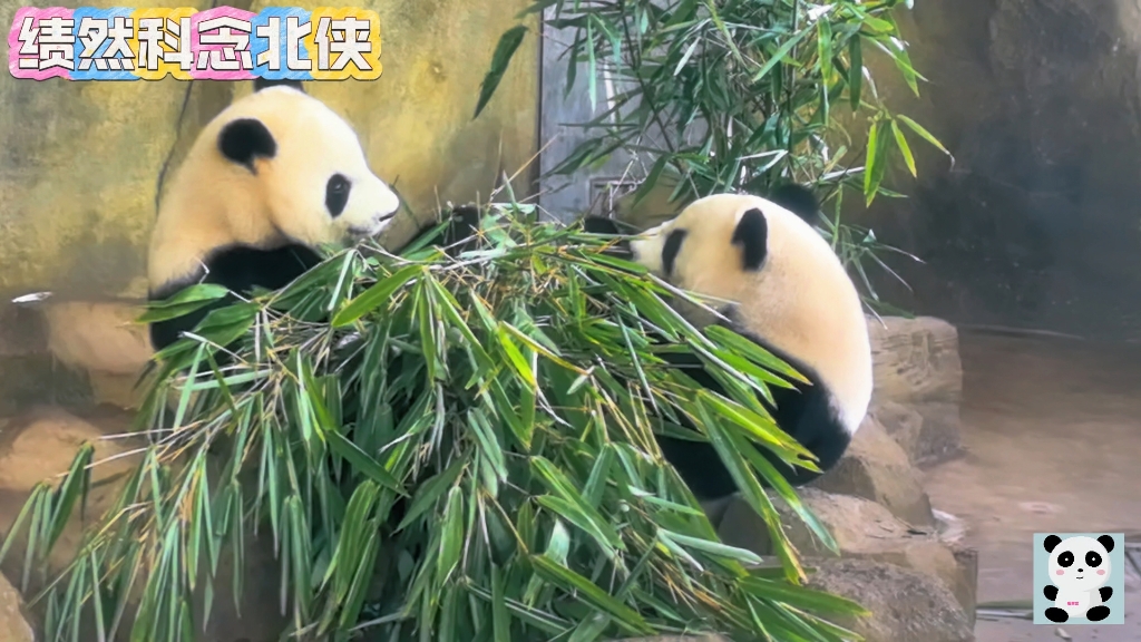 8月19号绩然科念北侠一起吃播好有爱