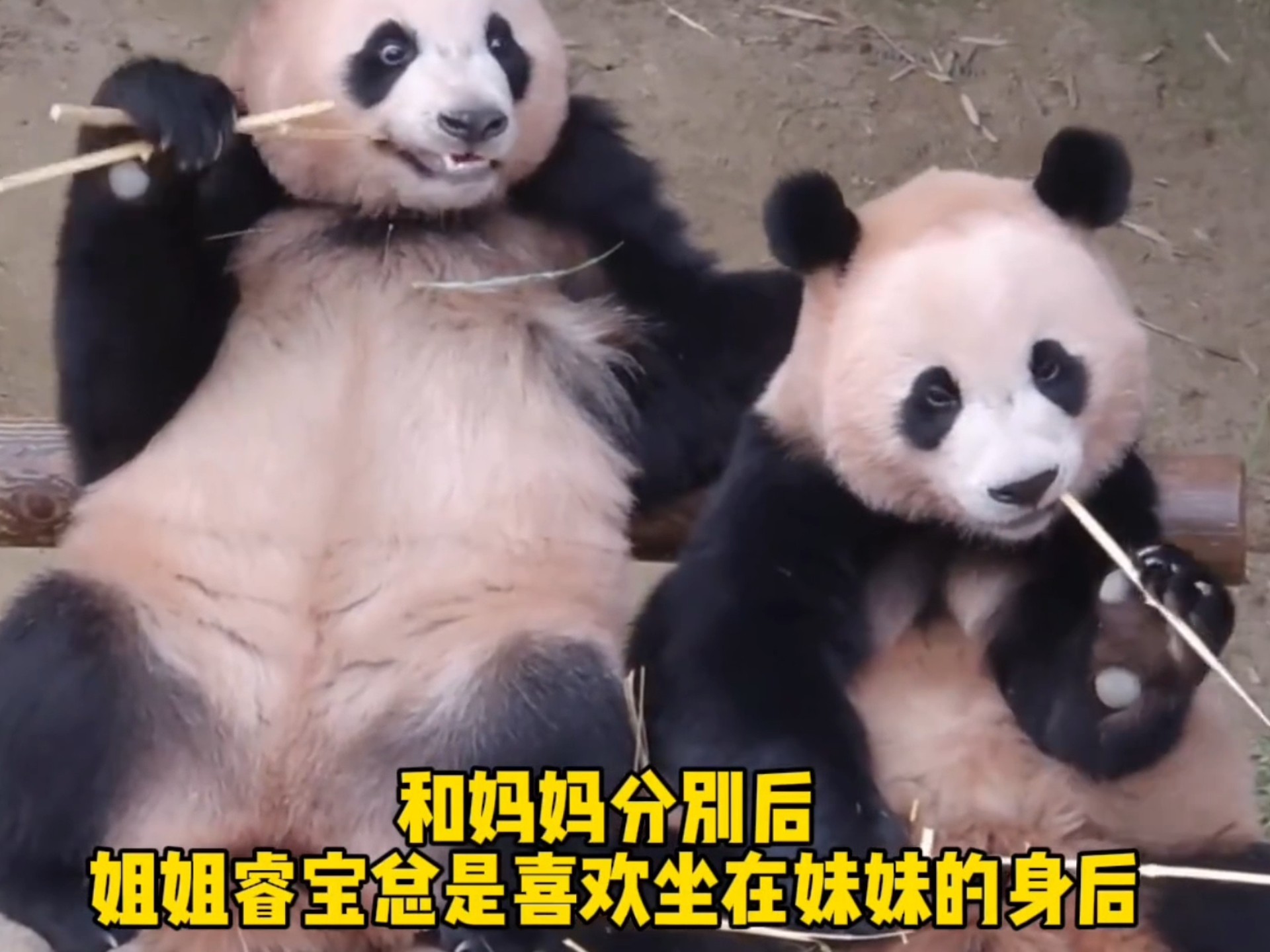 独立后姐姐睿宝总是坐在辉宝后面保护妹妹