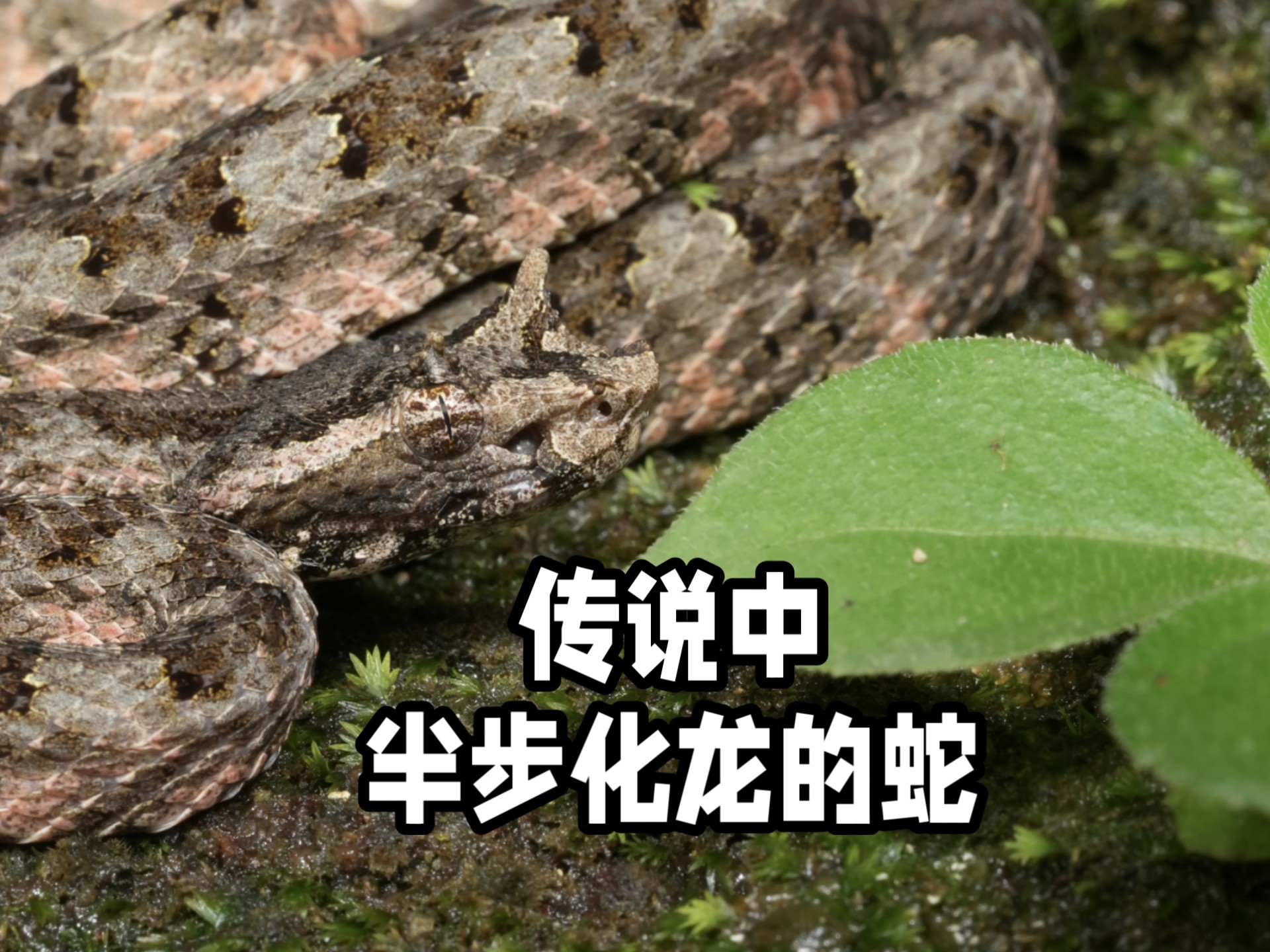 雨中发现，两只超稀有半步龙