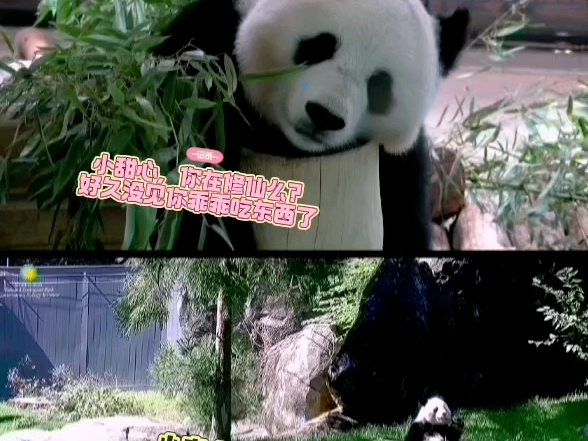 旅美大熊猫青宝和宝力