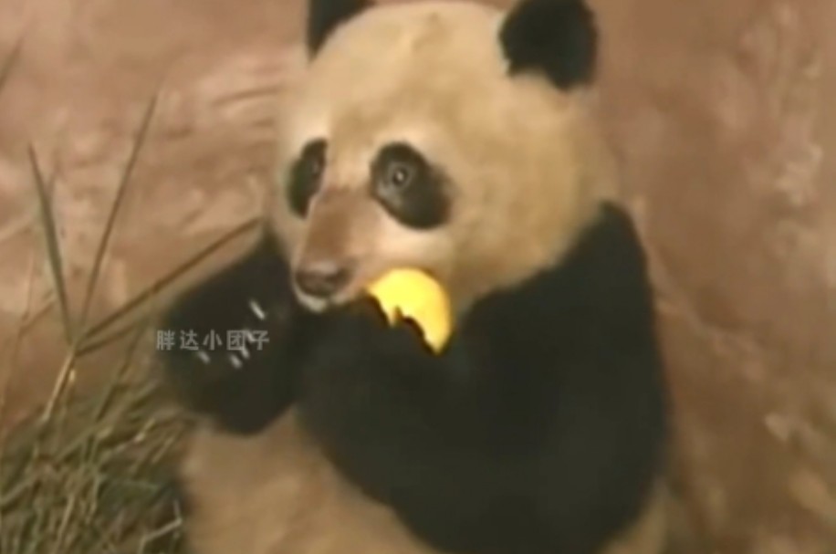 草草一岁多从野外救助回来，长大后三次带着苹果去野外相亲！