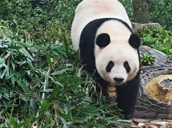 心爱的小熊