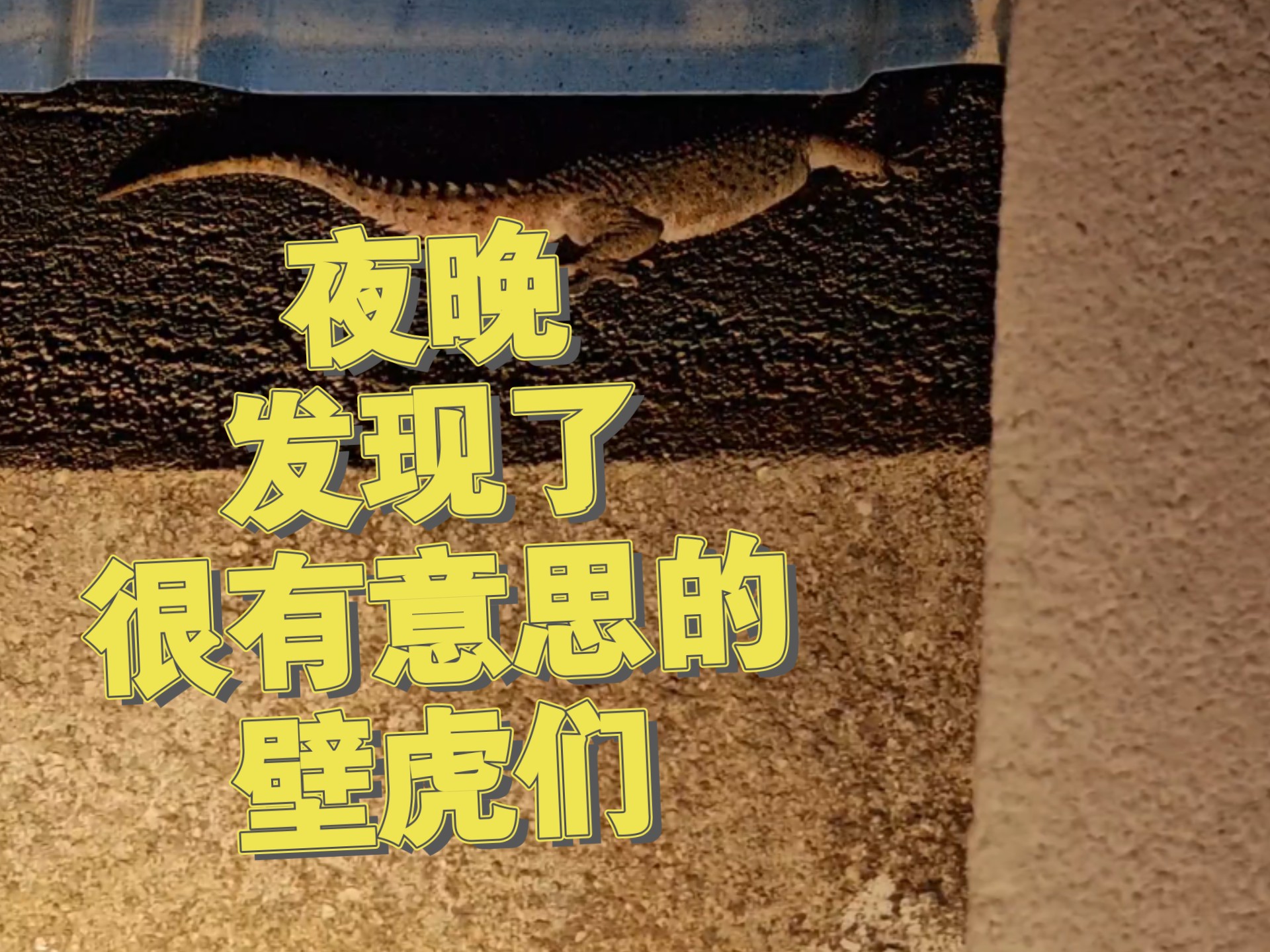 在夜晚，遇到到各种各样壁虎们，突然发现了很有意思的壁虎个体