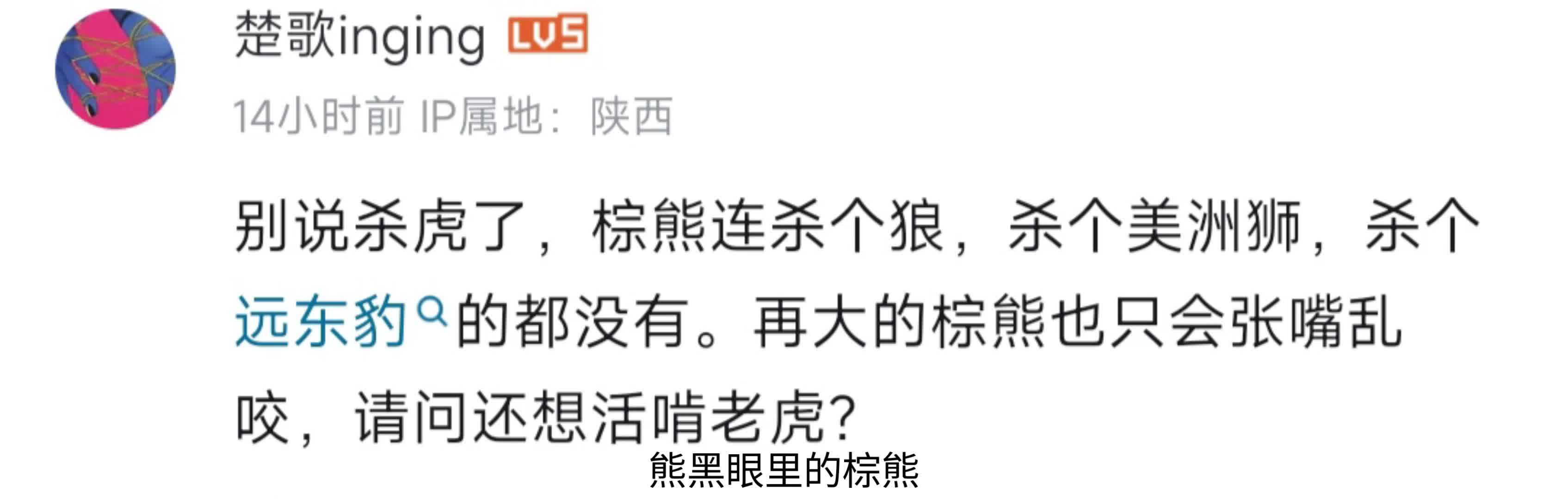 棕熊杀死雄虎的案例