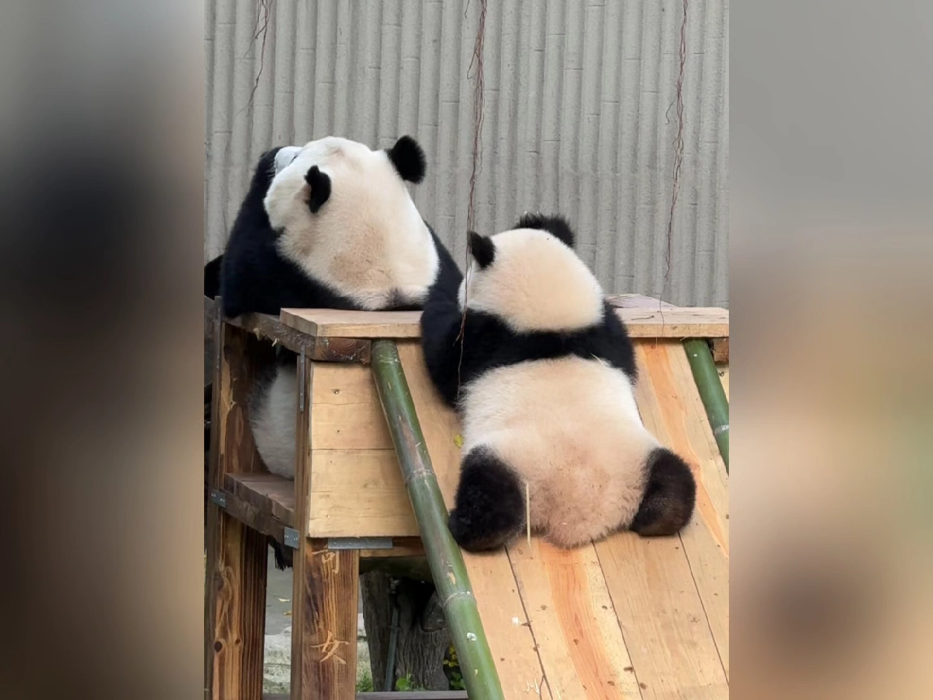 大熊猫几乎没有天敌，为什么还会成为濒危动物呢？
