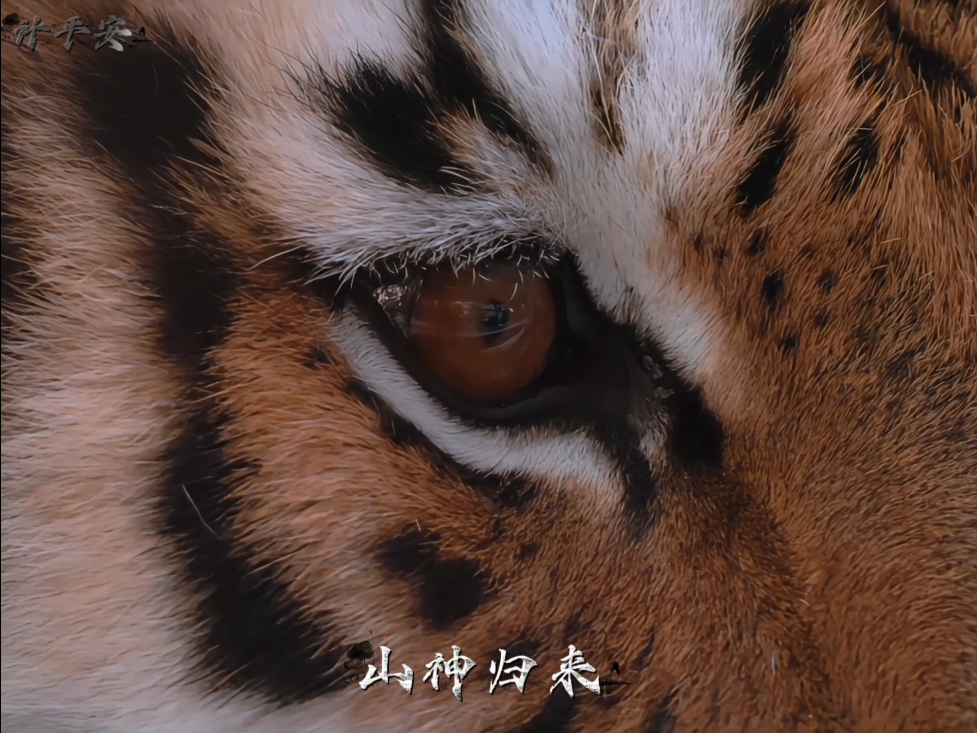 “山神归来”