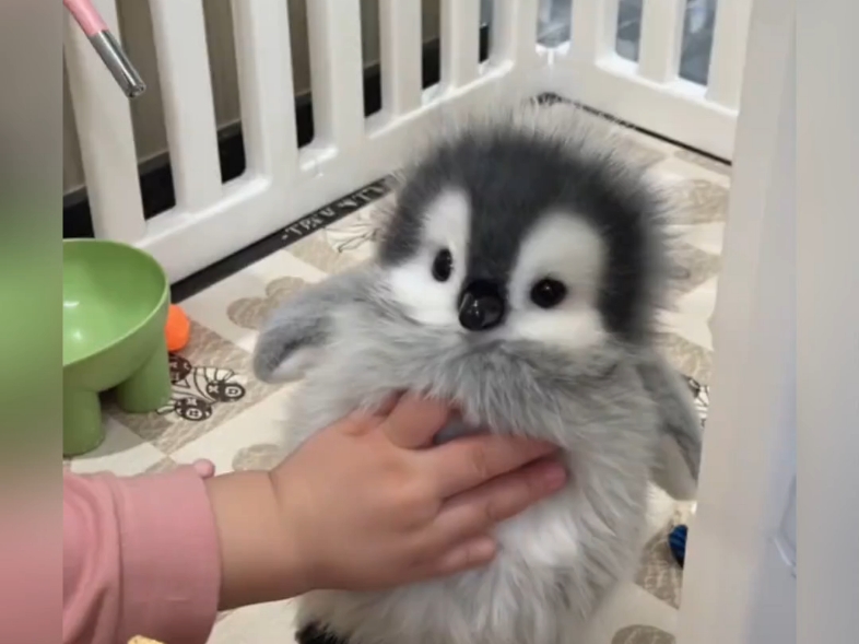 家养小企鹅