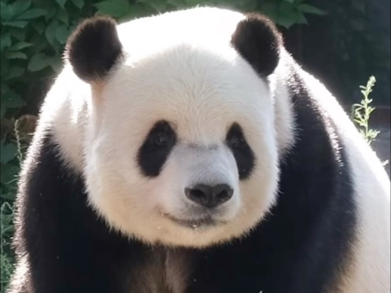 男明星超会呢～咔咔咔！马上就12岁的宝贝啦