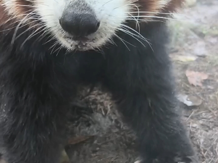 小熊猫好可爱啊