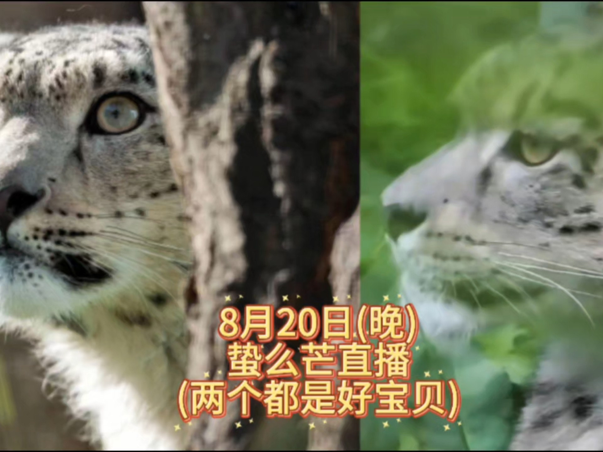 8月20日(晚)蛰么芒直播(两个都是好宝宝)
