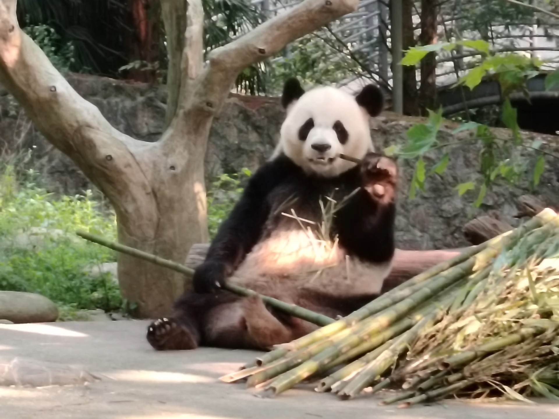 成都看熊猫暑假人多排队难。推荐去都江堰熊猫乐园，人少景美熊