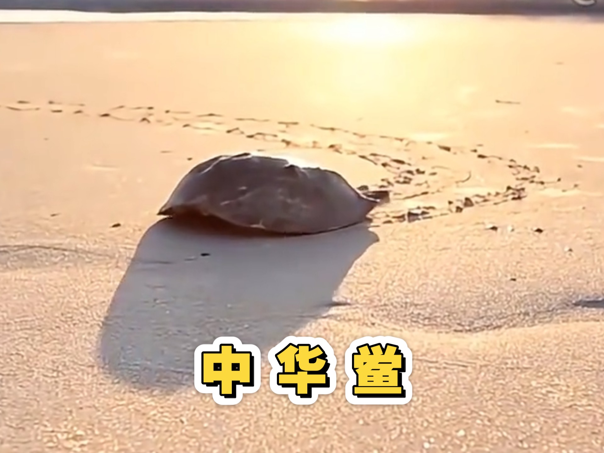 中华鲎:我的蓝血，是人类的疫苗通行证，却成了我的死刑判决书
