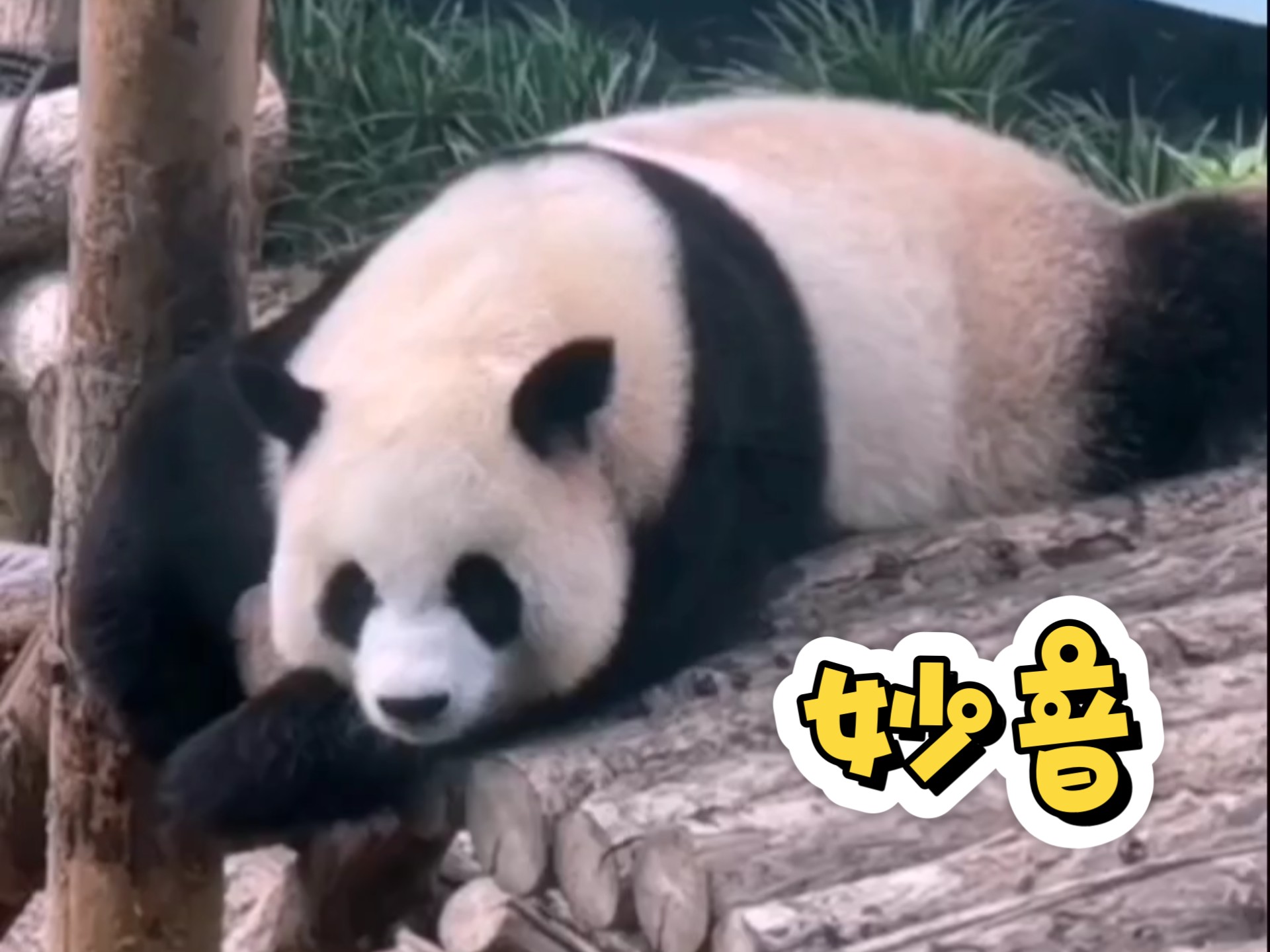 我叫妙音 别叫我飞虎
